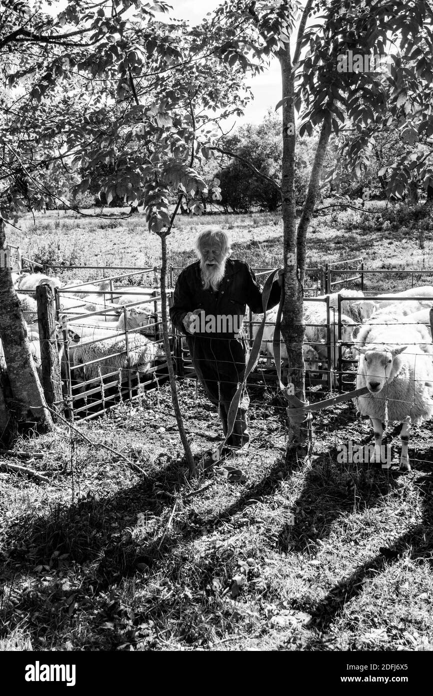 Un vecchio contadino nell'Herefordshire con il suo ariete. Agricoltore di sussistenza che vive in una carovana con un piccolo gregge di pecore e un ariete molto vecchio. Foto Stock