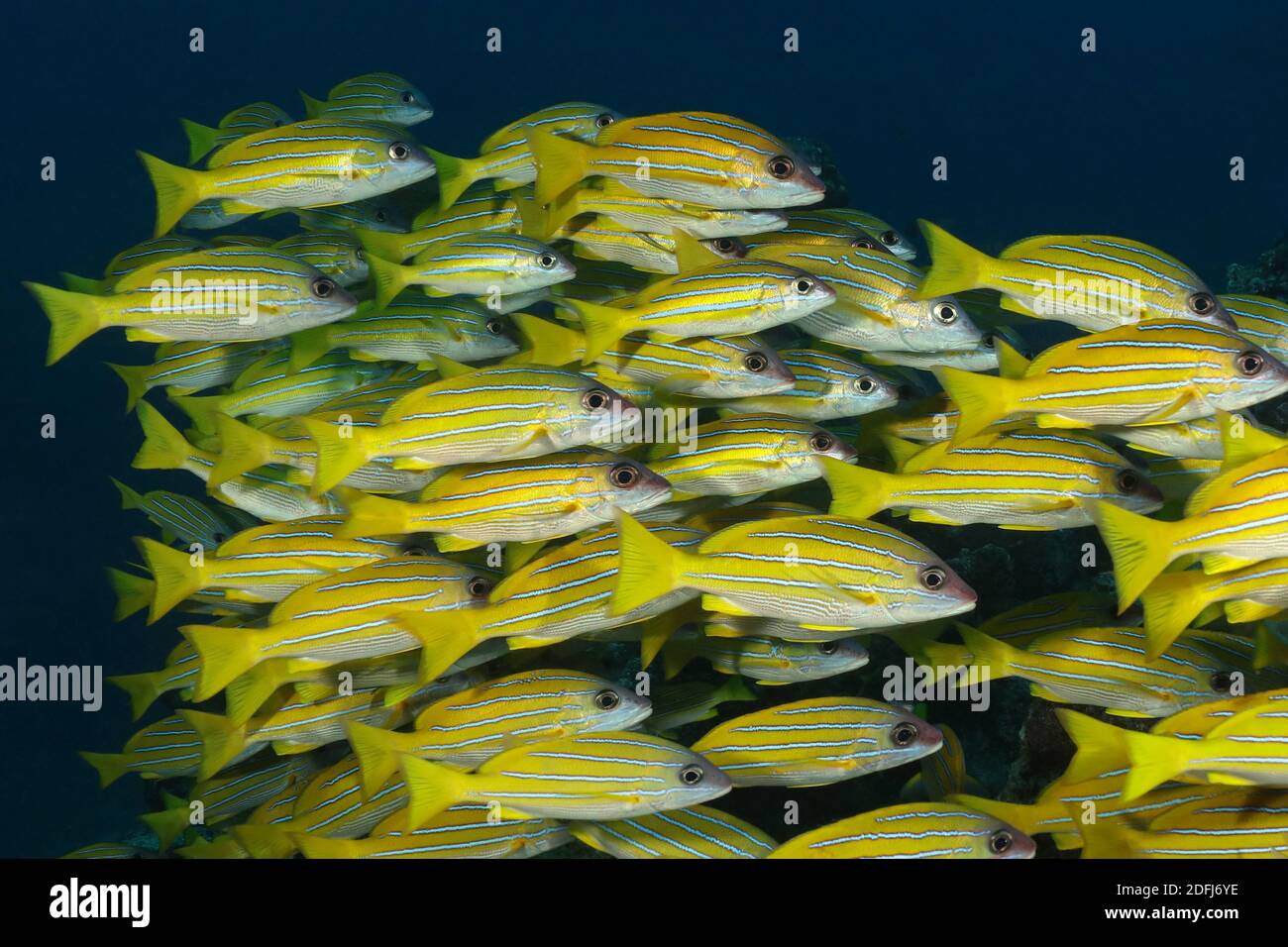 Scuola di Bluestripe Snapper (Lutjanus kasmira). Mondo sottomarino delle Maldive Foto Stock