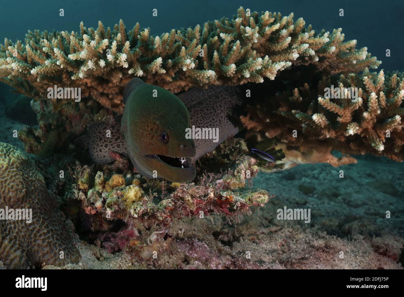 Moray gigante (Gymnotorax javanicus) - uno degli abitanti della barriera corallina Maldive. Meraviglioso e incredibile mondo sottomarino dell'Oceano Indiano. Foto Stock