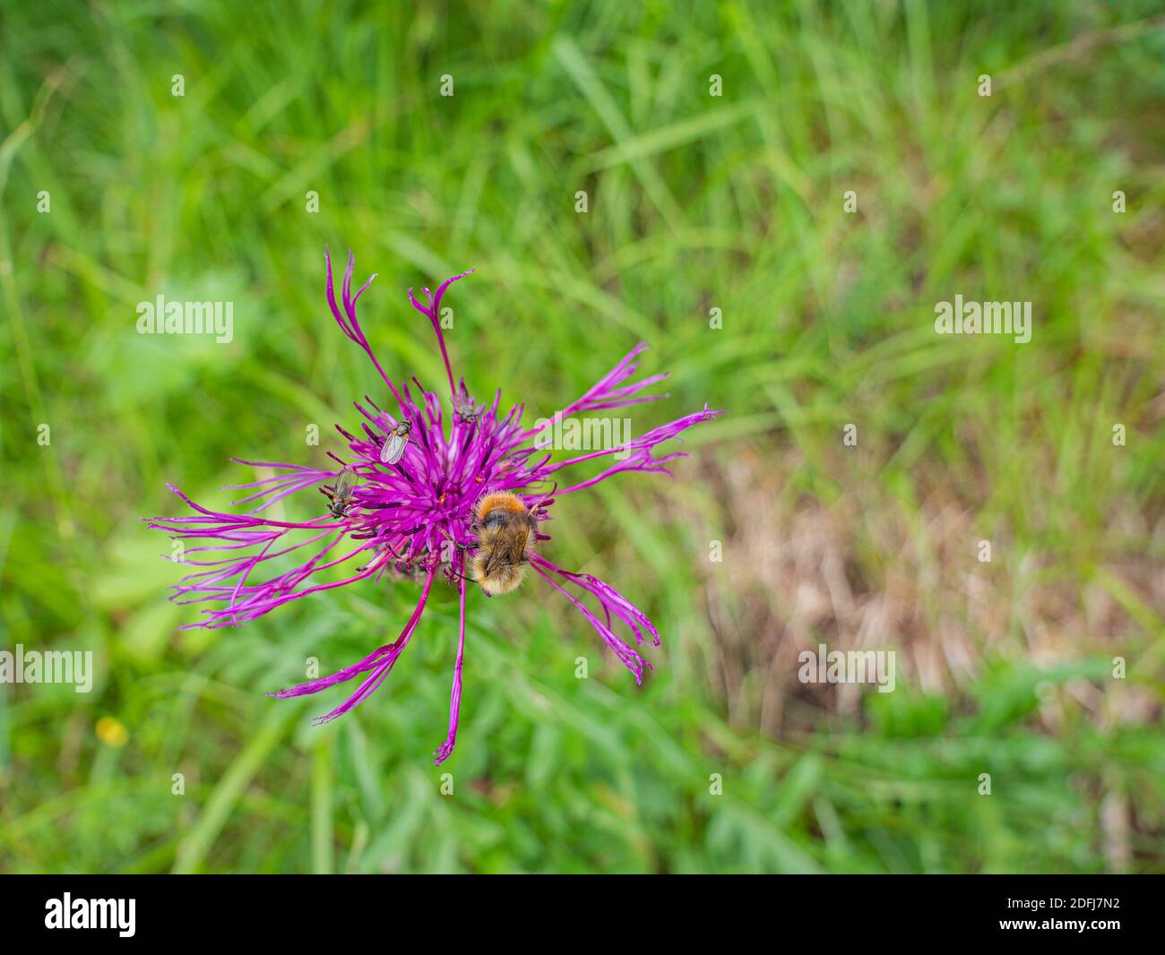 Un'ape e tre piccole mosche su un fiore con erba verde sullo sfondo Foto Stock