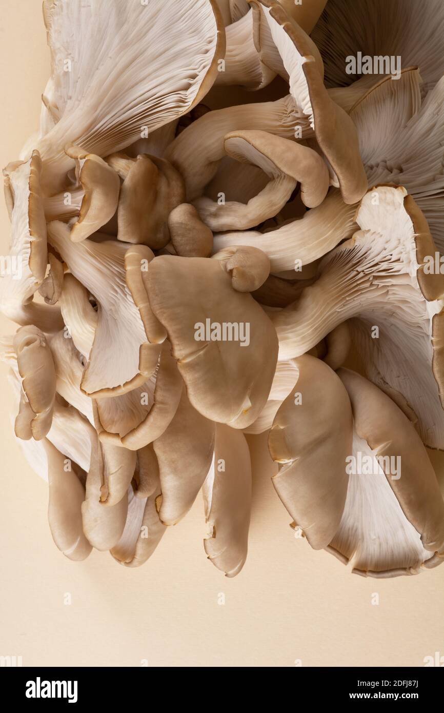 Un grande gruppo sovrapposto di funghi di ostriche commestibili Foto Stock