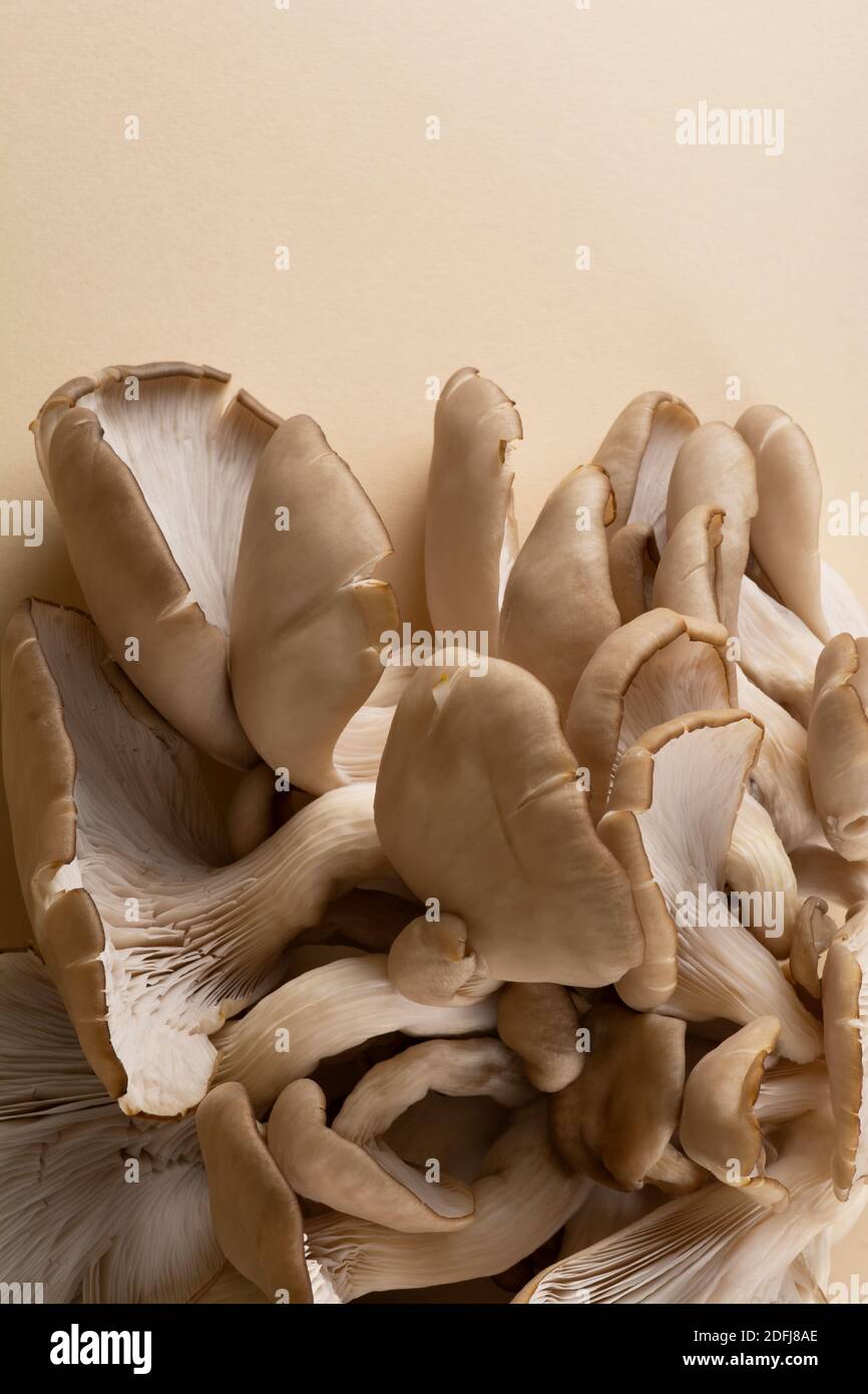 Un grappolo di funghi ostriche con le loro coperture carnose, branchie e stipes su uno sfondo ocra chiaro. Nella parte superiore di è presente uno spazio per la copia Foto Stock