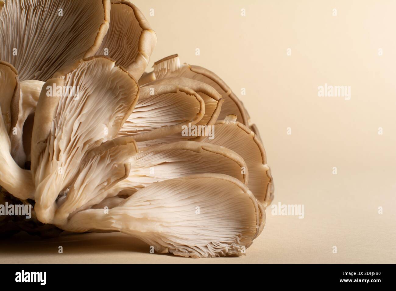 Una sovrapposizione di funghi ostriche con le loro branchie carnose e rudimentali stipes su uno sfondo ocra chiaro. Accanto è presente molto spazio per la copia. Foto Stock