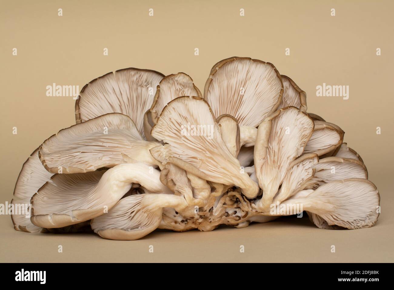 I funghi di ostrica sono un tipo di funghi commestibili. I corpi fruttanti di funghi con le loro branchie carnose (hymenium) sono sdraiati su uno sfondo ocra. Foto Stock