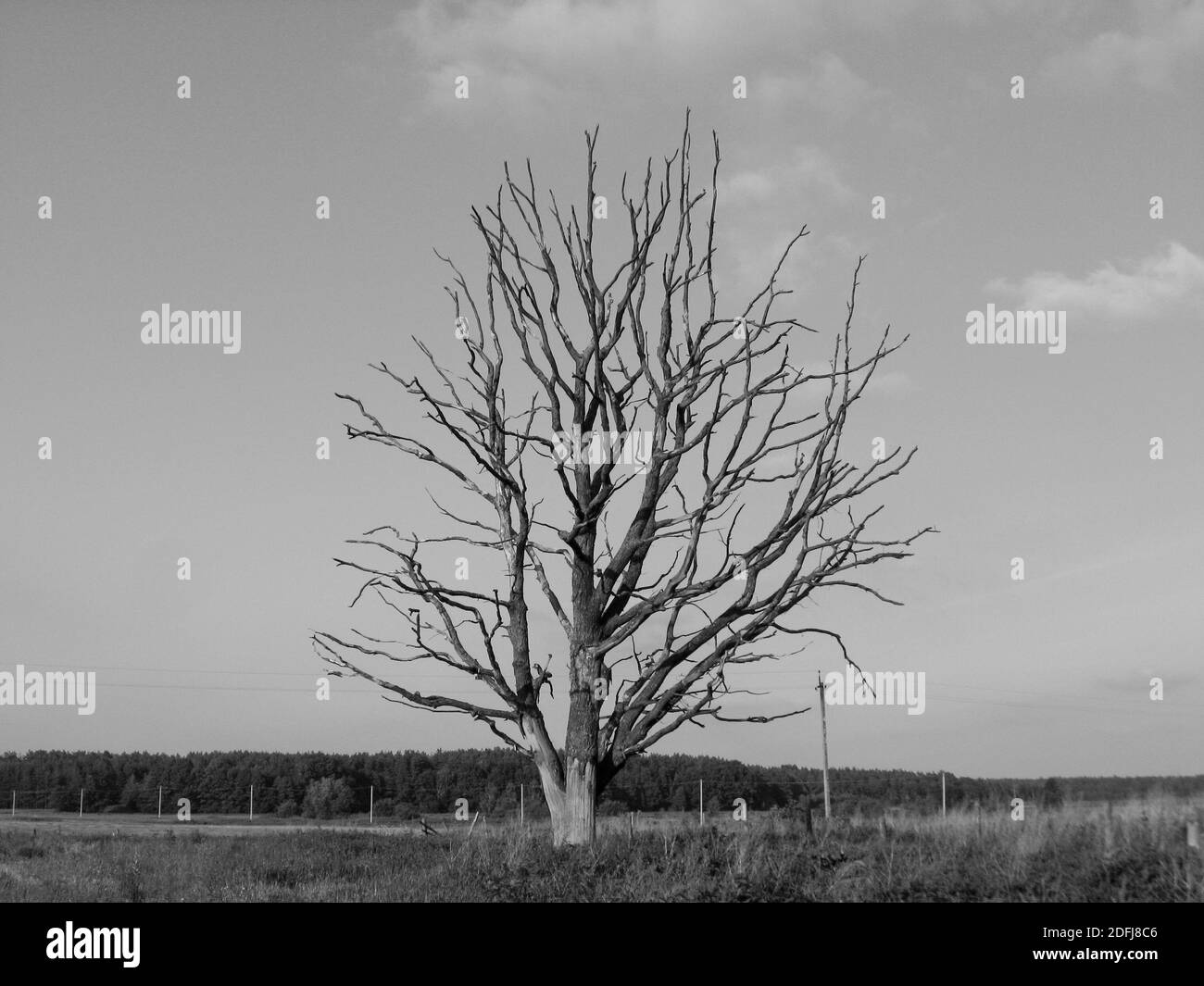 Albero morto appassito nel campo Foto Stock