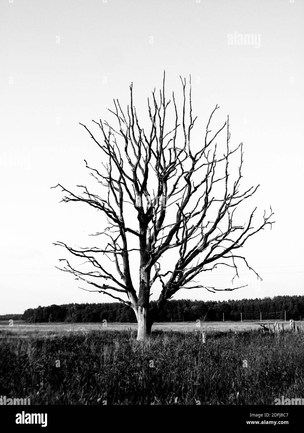 Albero morto appassito nel campo Foto Stock