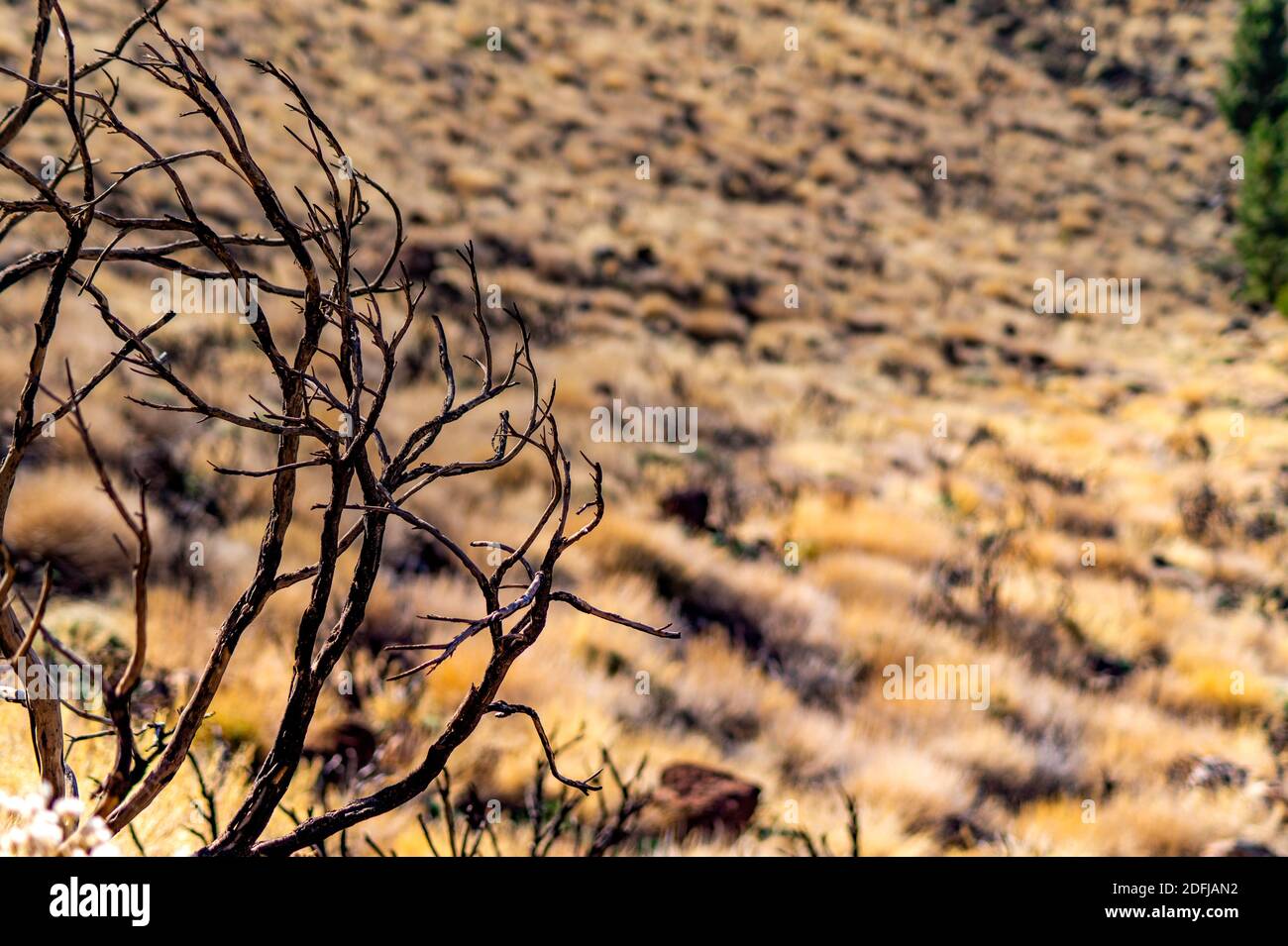 erba secca nel deserto Foto Stock