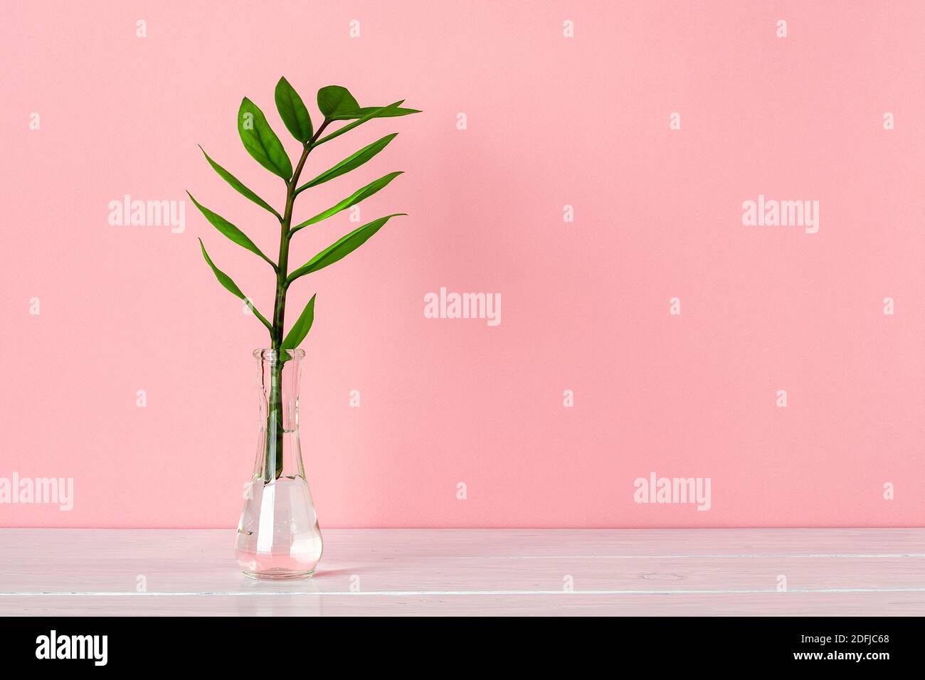 Fresco gambo verde di eternità Zuzu pianta o Zamioculcas zamifolia in un vaso di vetro su sfondo rosa pastello. Vuoto per il design del biglietto d'auguri. Foto Stock