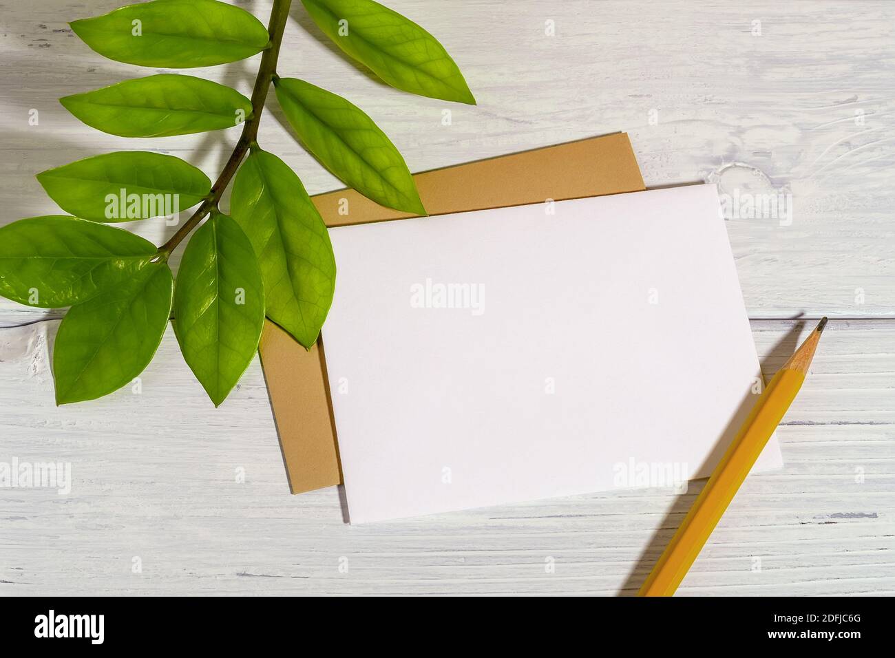 Carta bianca bianca bianca bianca, matita semplice e foglie verdi fresche dell'eternità Zuzu pianta o Zamioculcas zamiifolia su un tavolo di legno bianco. Verde vivo. Foto Stock