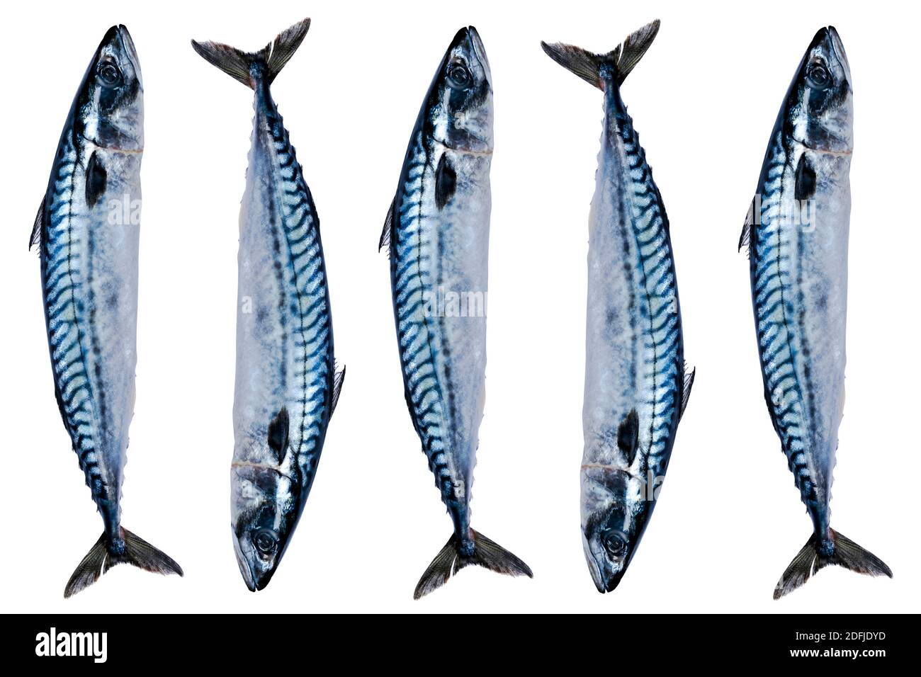 Impostare pesce sgombro isolato su sfondo bianco. Pesce congelato. Pesce atlantico ghiacciato. Sgombro. Modello sgombro. Struttura sgombro. Spazio vuoto. Spazio di copia Foto Stock