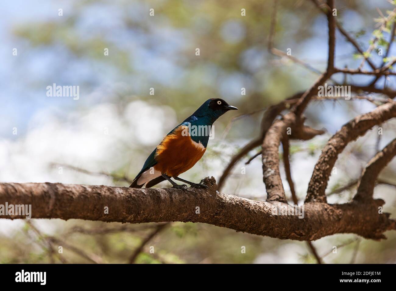 Superbo uccello stellato seduto su un ramo di alberi nel Parco Nazionale Serengeti, Tanzania, Africa Foto Stock