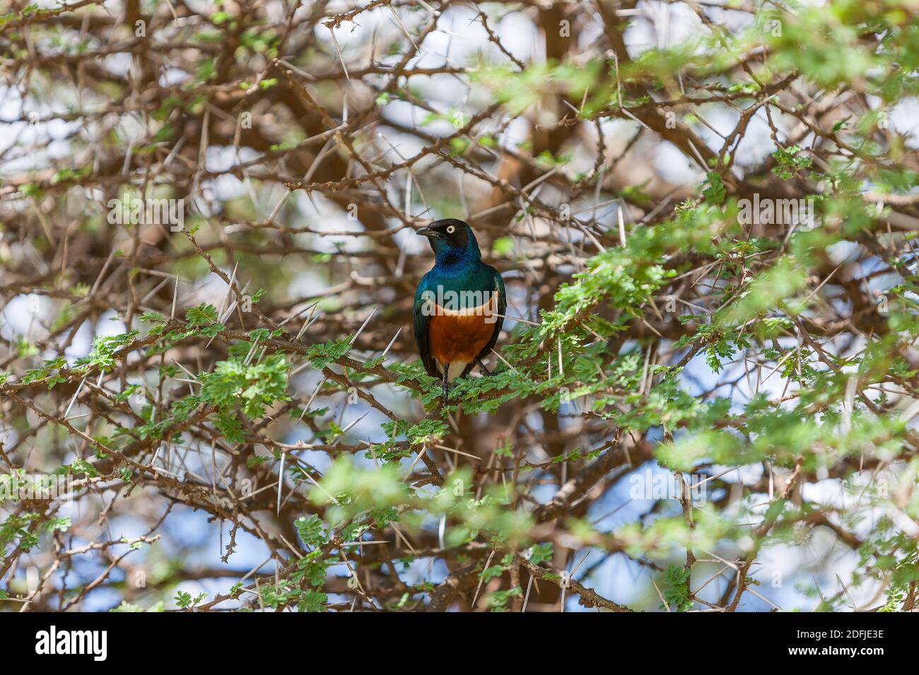 Superbo uccello stellato seduto su un ramo di alberi nel Parco Nazionale Serengeti, Tanzania, Africa Foto Stock