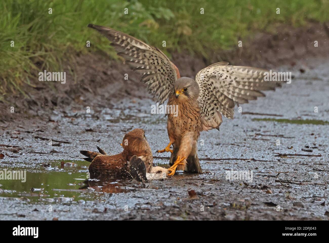 Kestrel comune (Falco tinnunculus tinnuculus) uomini adulti e donne immature combattimenti a terra Eccles-on-Sea, Norfolk, Regno Unito Decem Foto Stock