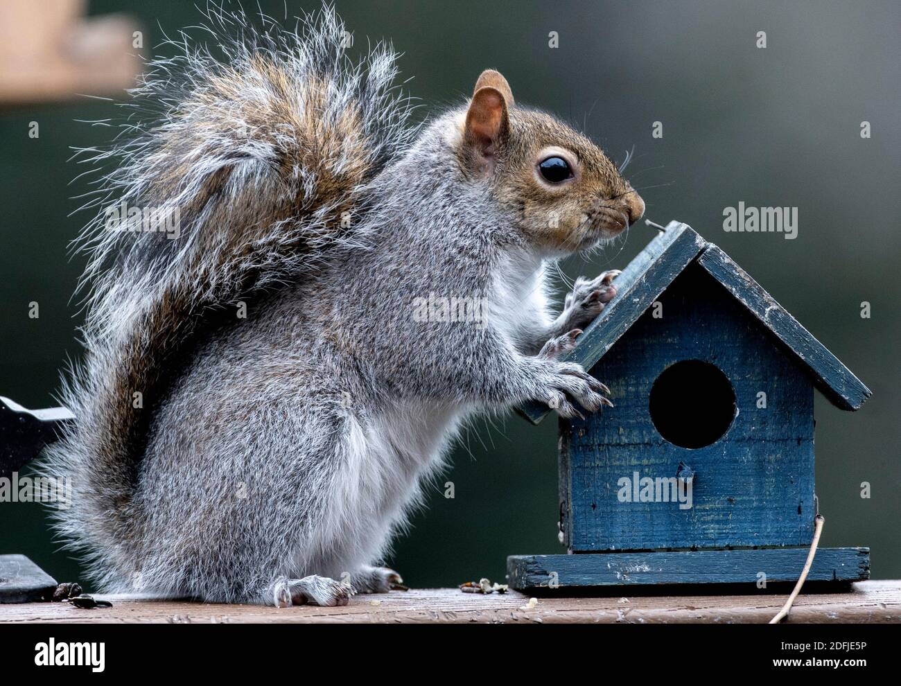 Scoiattolo che passa la casa del tempo seduto Foto Stock