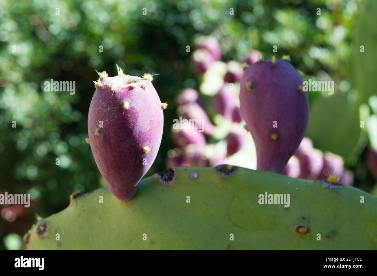 Particolare di cactus opuntia ficus indica (fico opuntia, pera di pricky, fico barbaro) con frutti purpuri maturi, in Dalmazia, Croazia Foto Stock