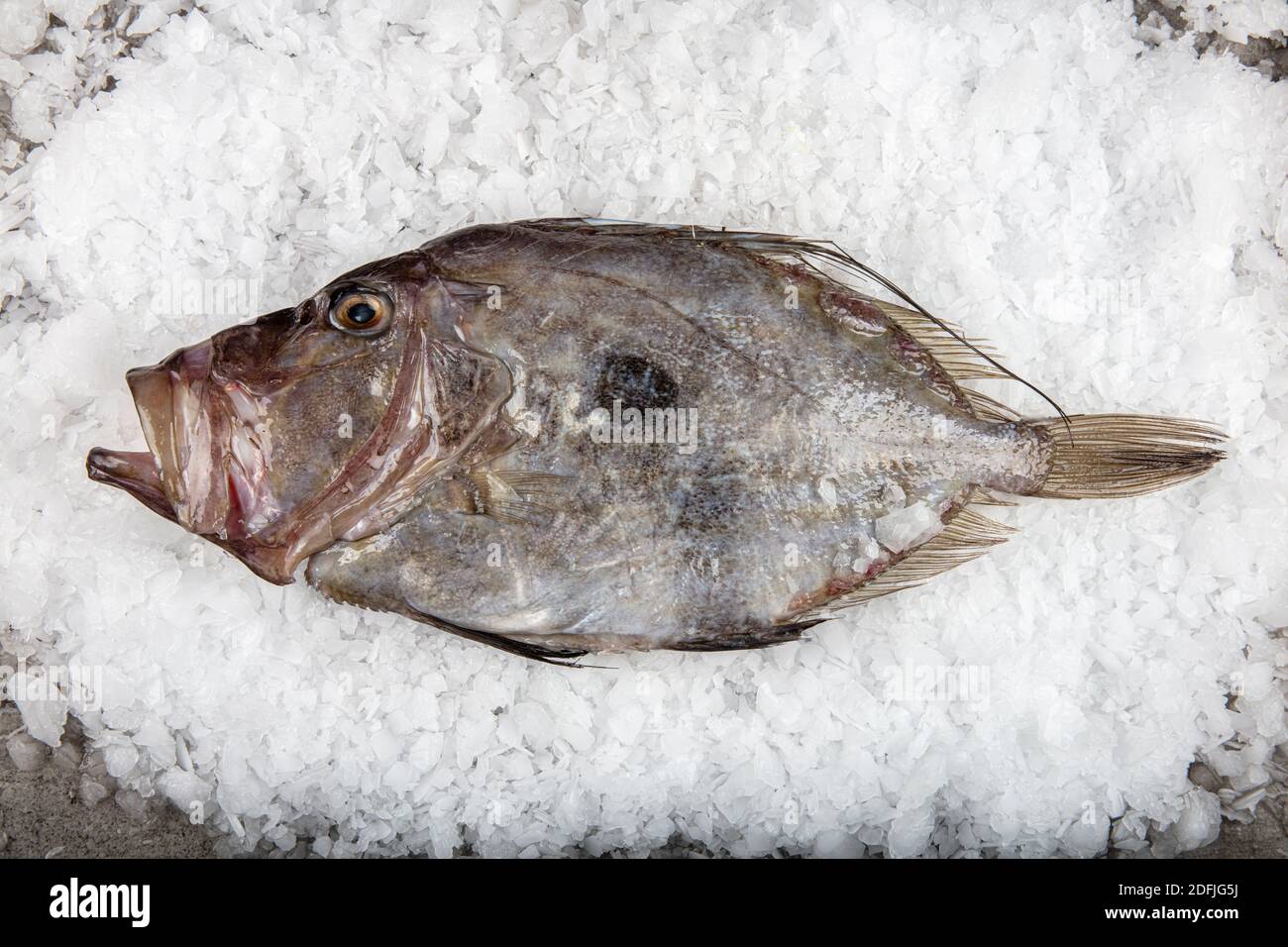 San Pierre Fish di fronte al bancone innevato in un negozio. Frutti di mare biologici. Foto Stock