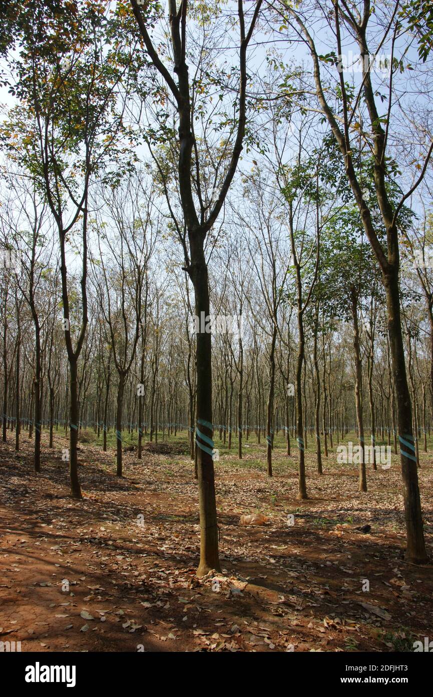 Rubber planatation in Vietnam, solo uno dei molti responsabili per la produzione di oltre 1 milione di tonnellate di lattice all'anno. Foto Stock