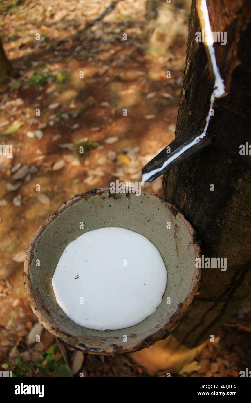 Il lattice scorre in una ciotola in una piantagione di gomma vietnamita. Foto Stock
