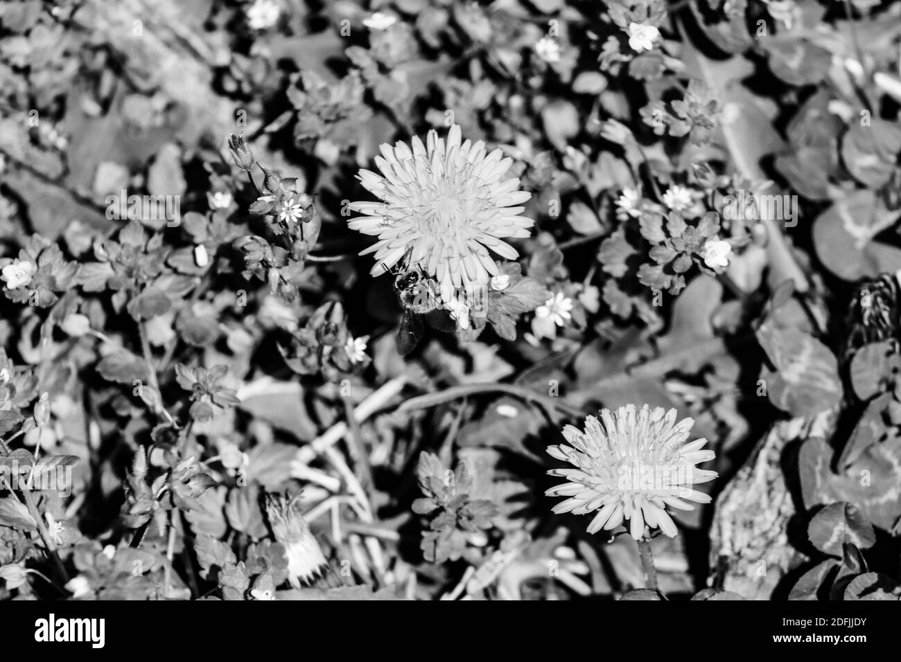 Foto in bianco e nero di un Dandelion giallo in una soleggiata giornata estiva . Foto di alta qualità Foto Stock