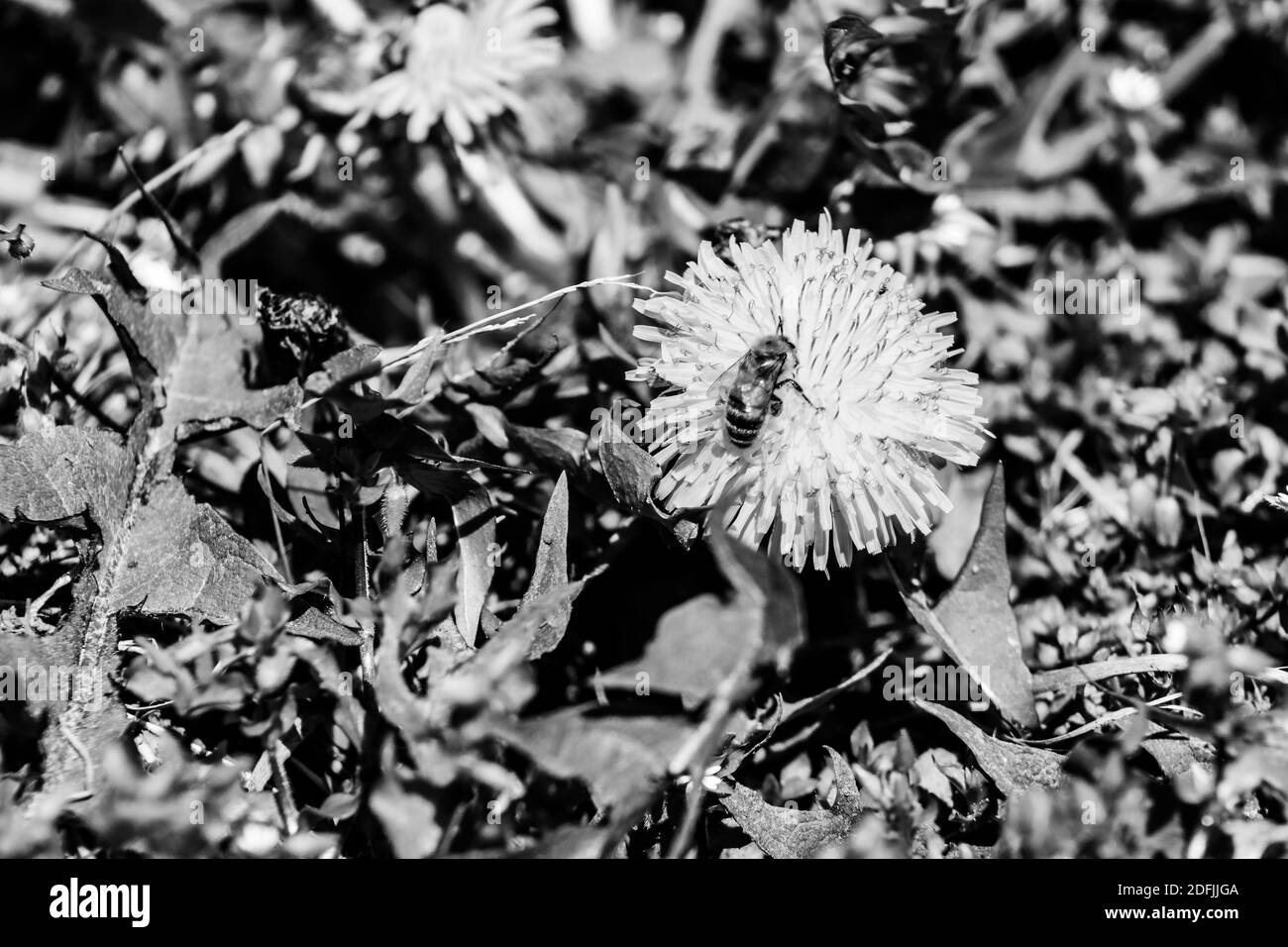 Foto in bianco e nero di un Dandelion giallo in una giornata estiva soleggiata con un'ape . Foto di alta qualità Foto Stock