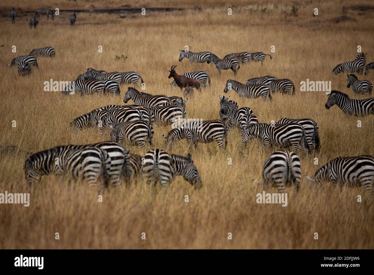 Zebra in Masai Mara Game Reserve del Kenya Foto Stock