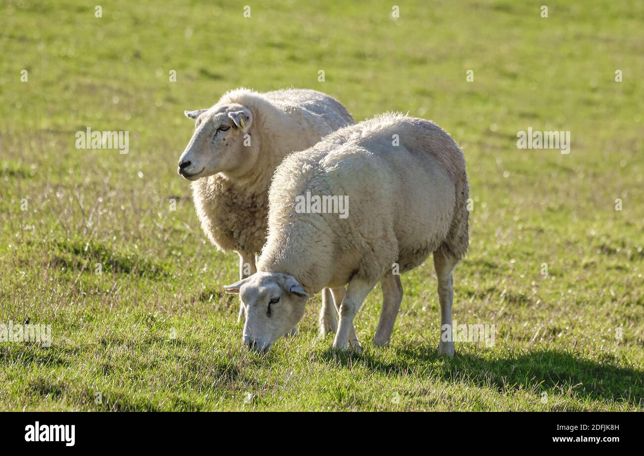 Due pecore su una diga sul Mare del Nord. Mangiano e si prendono cura della diga. Foto Stock
