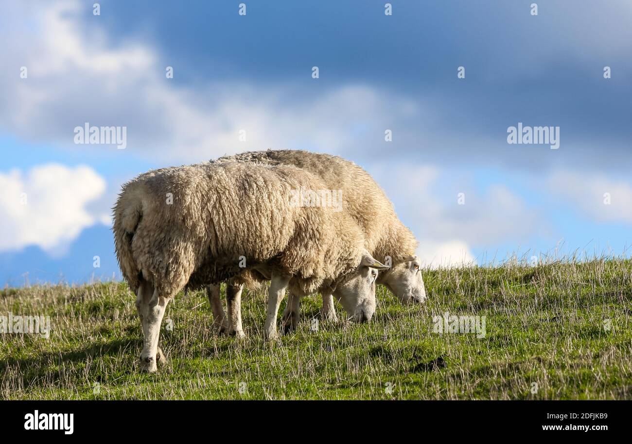 Due pecore su una diga sul Mare del Nord. Mangiano e si prendono cura della diga. Foto Stock