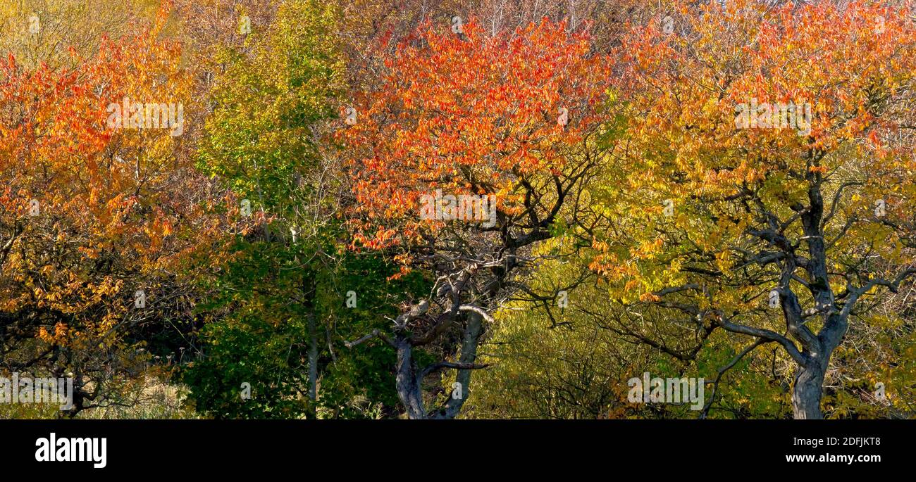 Un colpo panoramico di alberi di Ciliegio selvatico (prunus avium) in autunno, le foglie variano di colore dal verde, al giallo, al rosso. Foto Stock