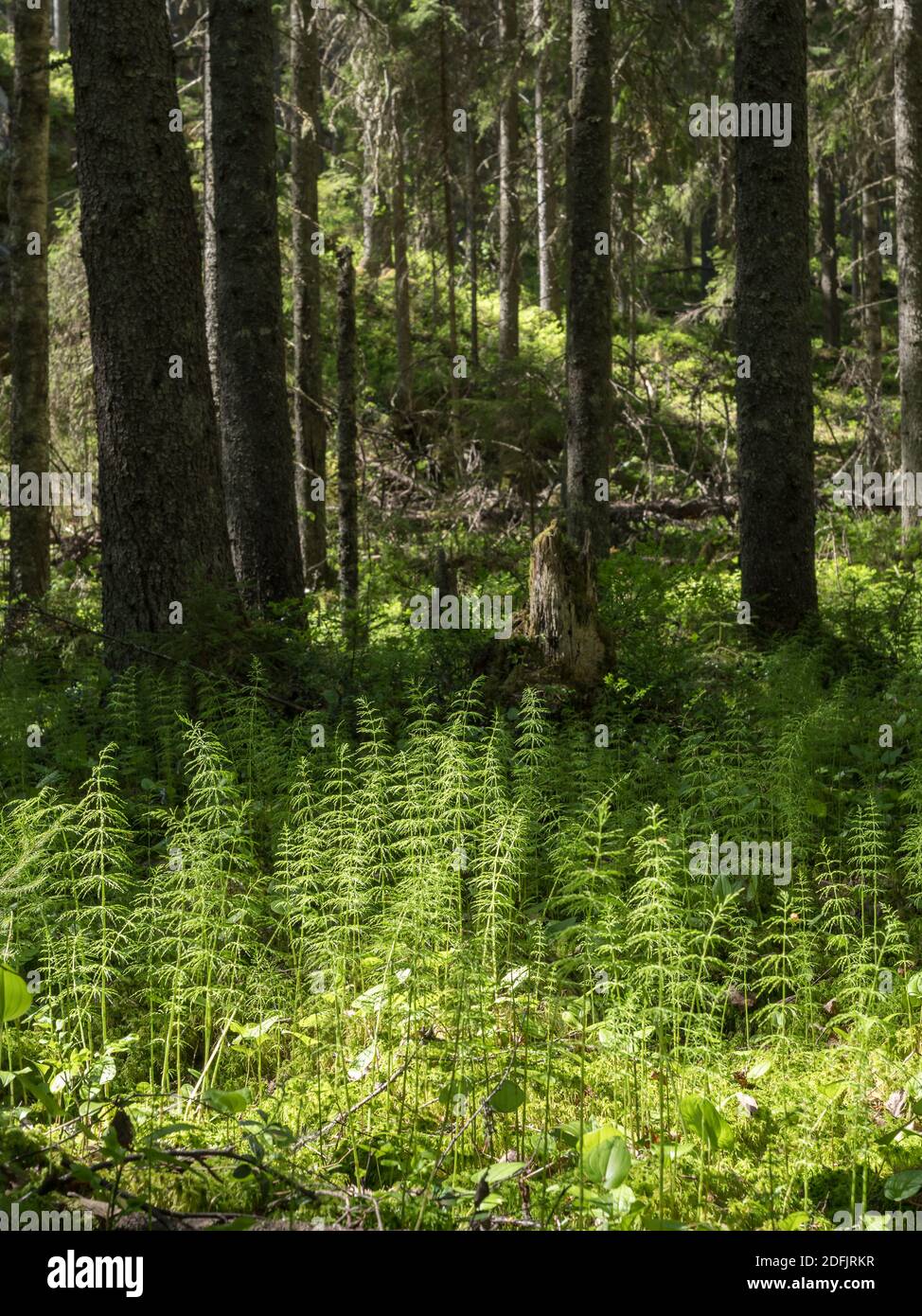 Legno Horsetail pianta che cresce a palude di abete rosso Foto Stock