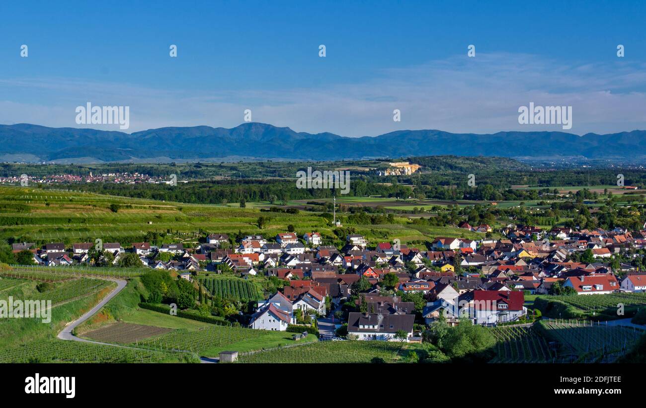 Weinberge bei Ihringen, Kaiserstuhl, Baden-Württemberg, Deutschland Foto Stock