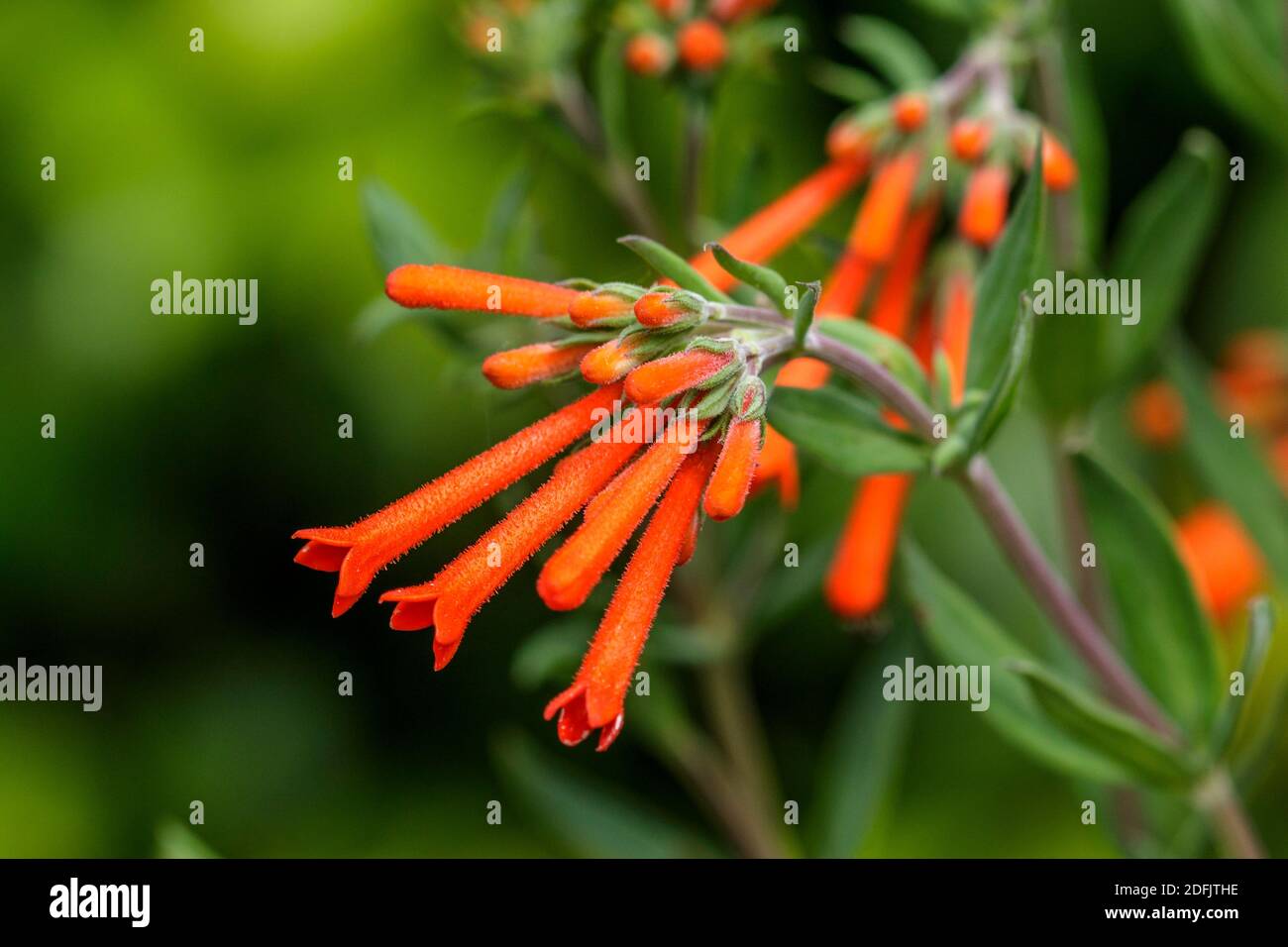 Feuerwerkskörper-Pflanze (triphylla Bouvardia) Foto Stock