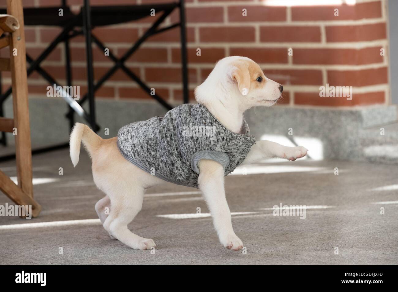 Cute puppy femminile che gioca all'aperto indossando un maglione e alzando una zampa Foto Stock