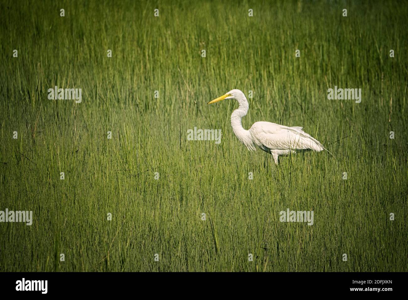 Grande egreto nel Chincoteague National Wildlife Refuge Foto Stock