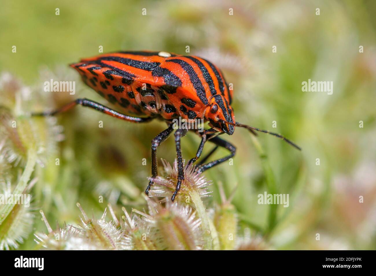 Streifenwanze (Graphosoma lineatum) Foto Stock
