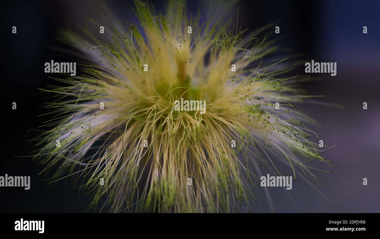 Ci sono fiori d'erba nel campo. Esposto alla luce della natura. Sfondo delle risorse grafiche. Foto Stock