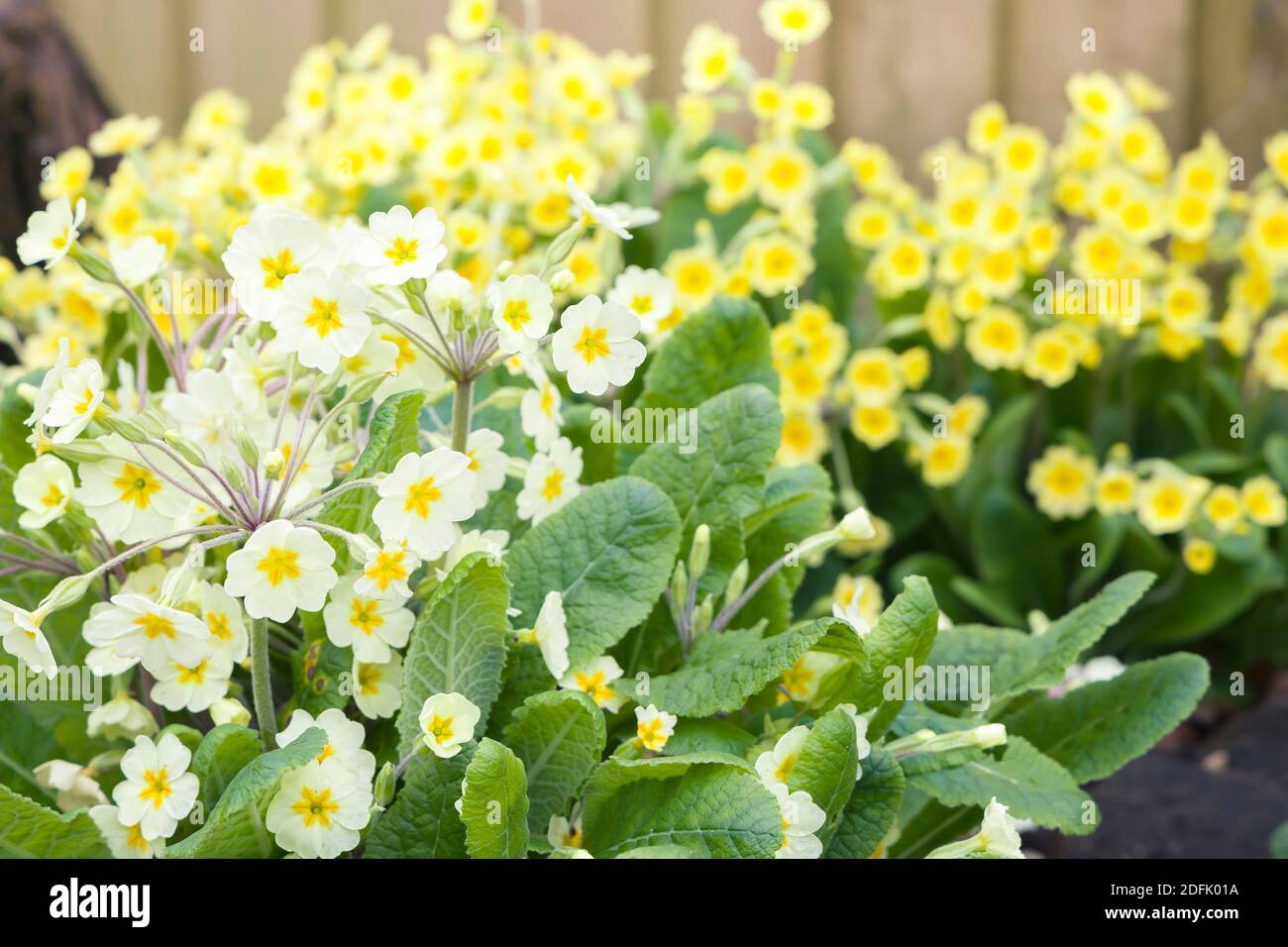 Primule primo piano, fiori gialli primula vulgaris in un giardino di primavera confine, Regno Unito Foto Stock