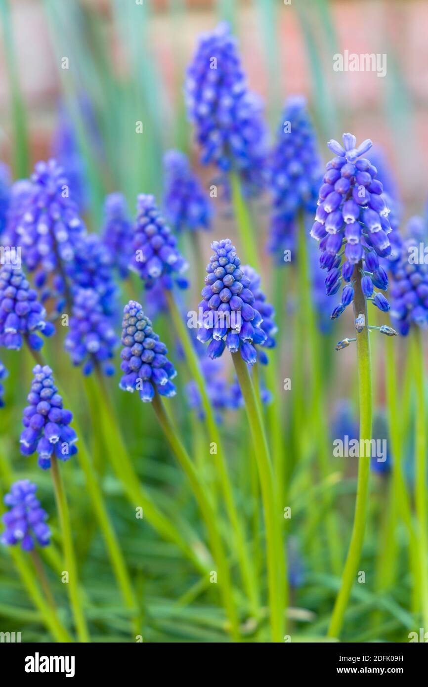 Muscari armeniacum o uva armena giacinto fiore primo piano, fiore blu primavera letto, Regno Unito Foto Stock