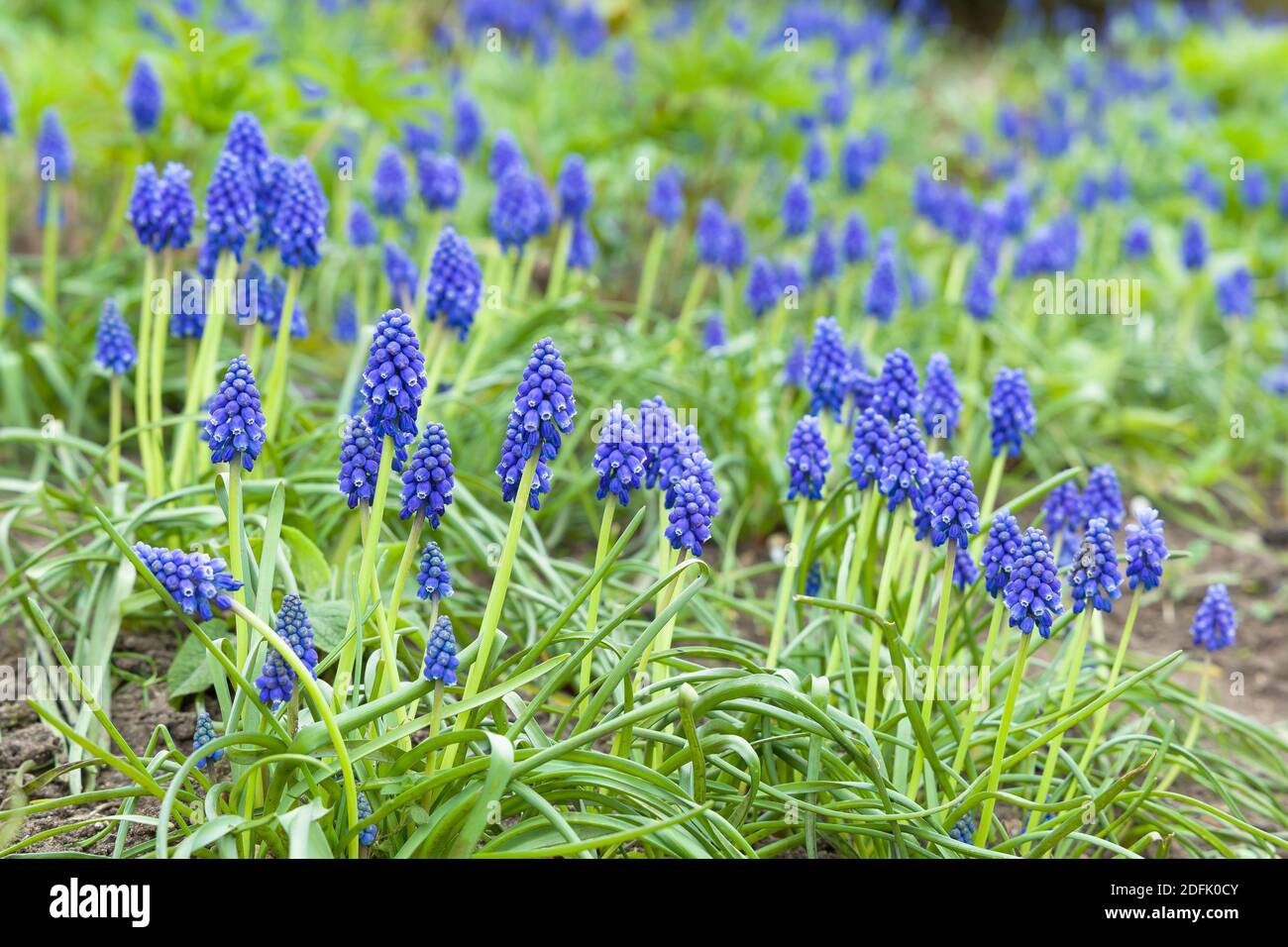 Muscari blu armeniacum, grumi di giacinto di uva armena, fiori di primavera fioritura, Regno Unito Foto Stock