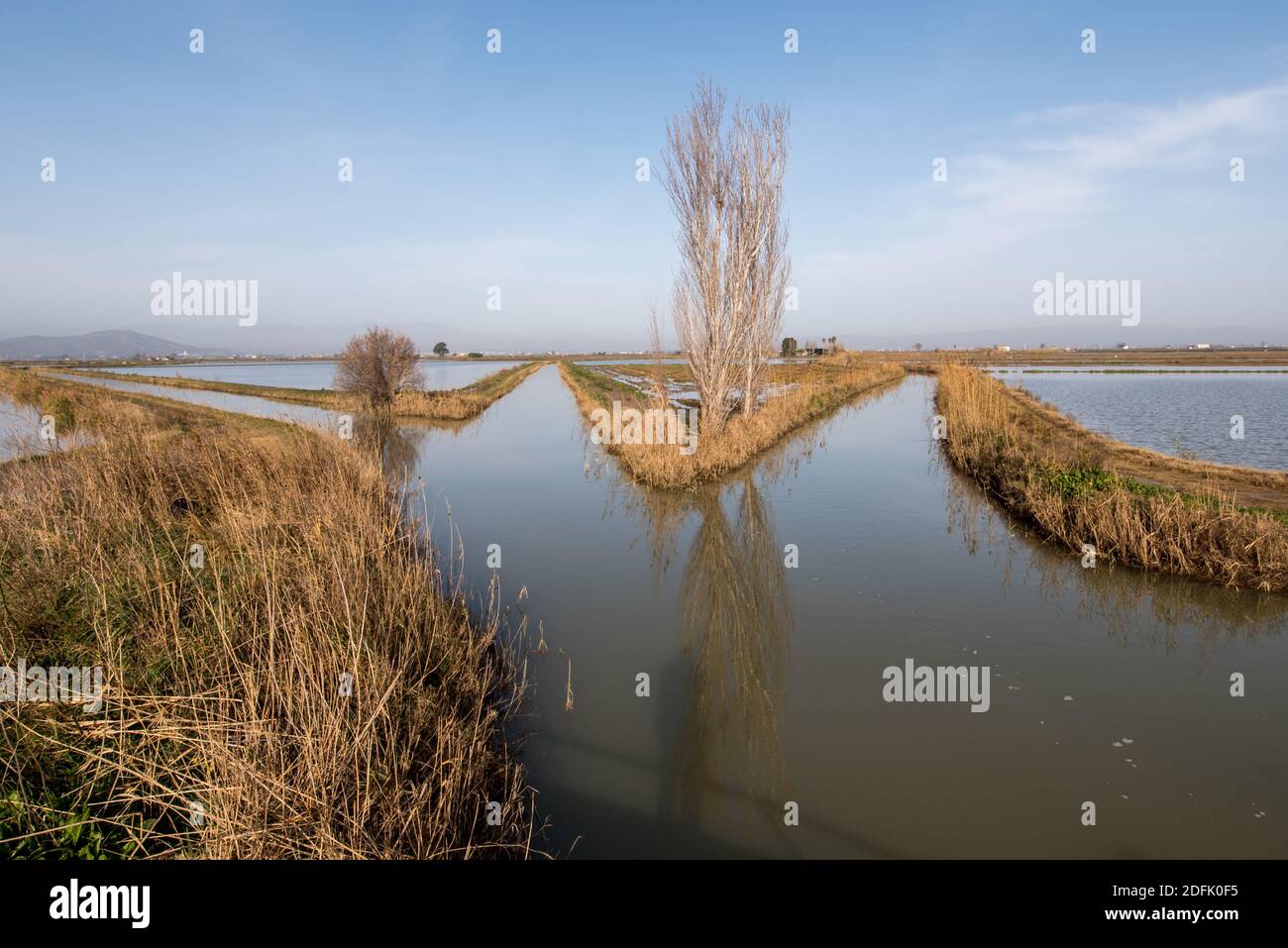 Delta Ebro, Parco Naturale, Tarragona, Catalogna, Spagna, gennaio 2020: Risaie con paesaggio tradizionale casale, Delta fiume Ebro, Tarragona Spagna Foto Stock