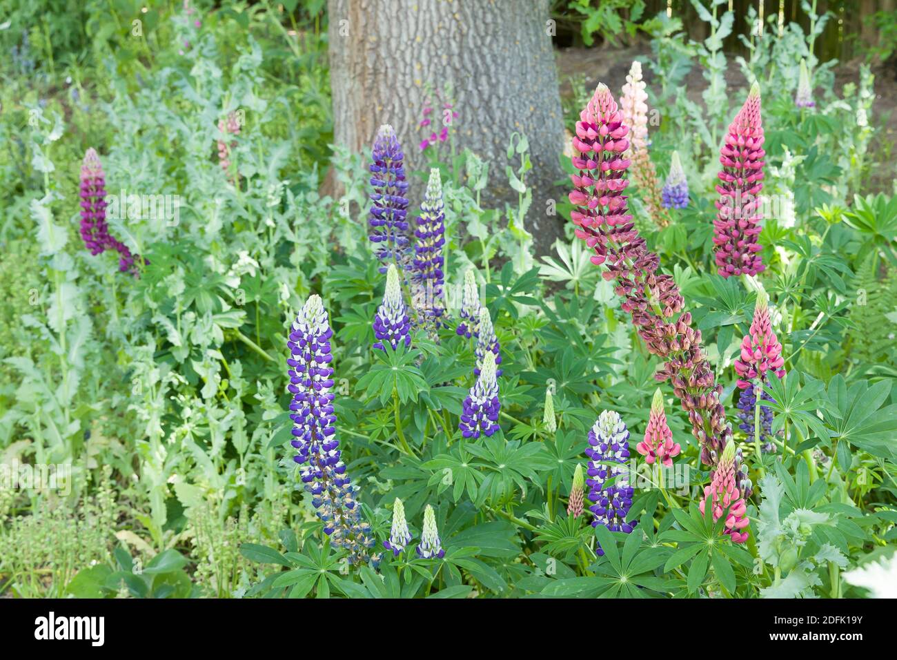 Lupin o lupino fiori (lupin), piante perenni che crescono in un giardino fiorito confine, Regno Unito Foto Stock