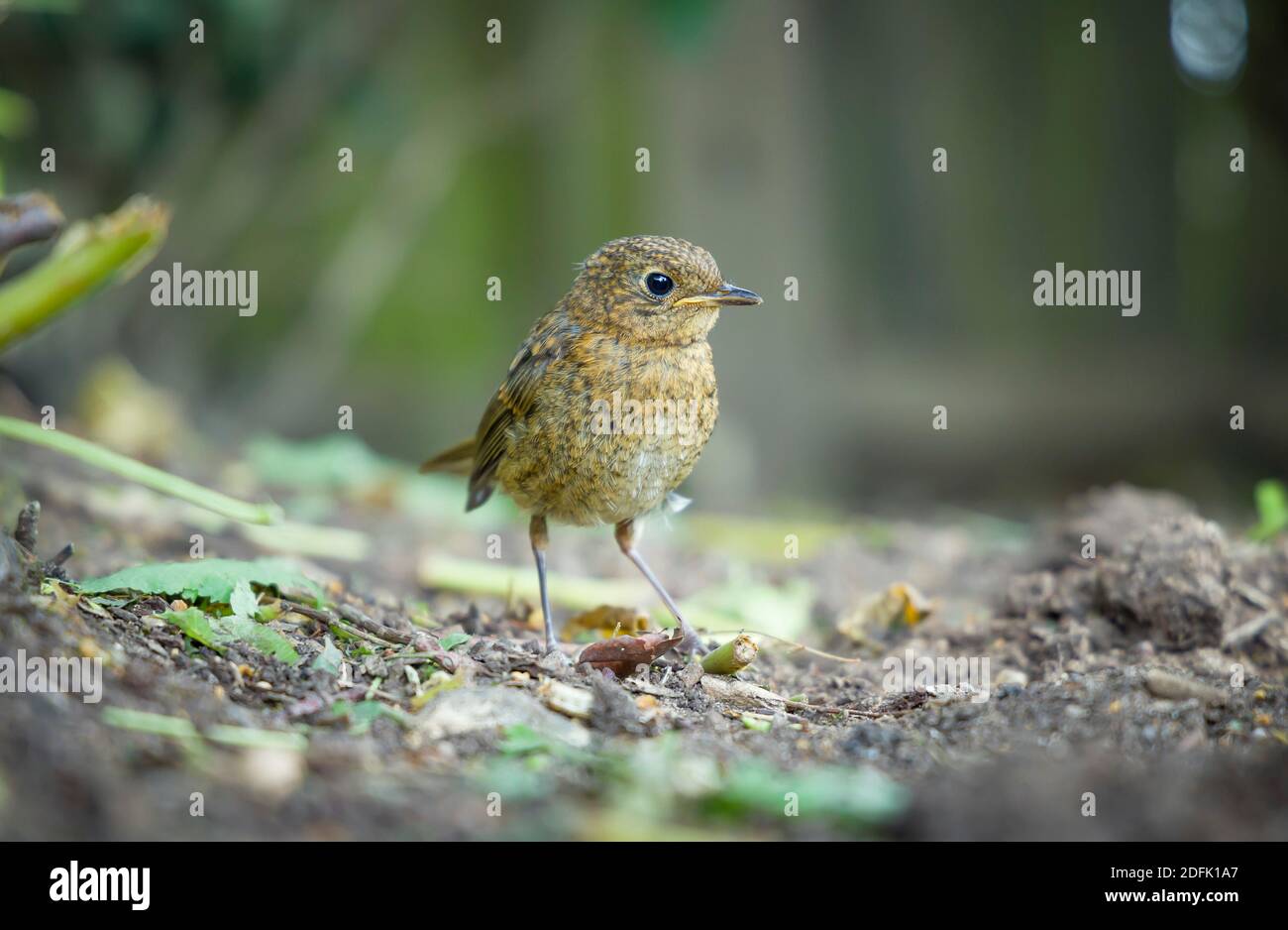 Rapina giovanile o giovane bambino europeo rapina (erithacus rubecula) in un giardino in primavera, Regno Unito Foto Stock