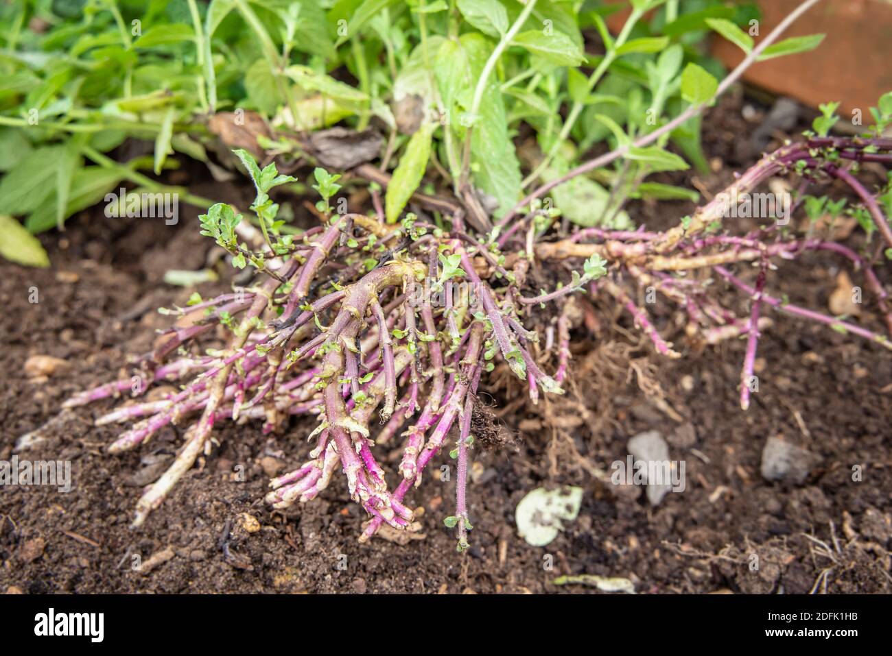 Rizomi, pianta di menta (mentha) con foglie e rizomi o radici che crescono in un giardino, Regno Unito Foto Stock