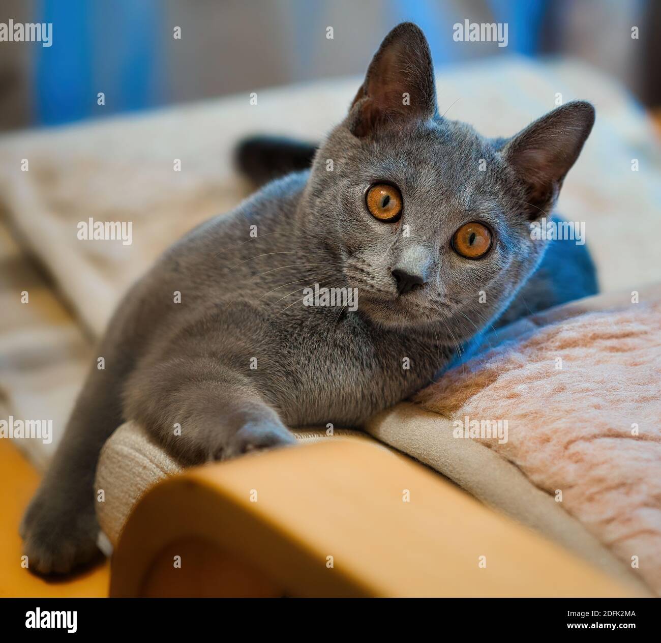 Gatto Chartreux adagiato all'interno su un divano, pelliccia grigio-blu e occhi color ambra in un tranquillo ritratto di animale domestico. Foto Stock