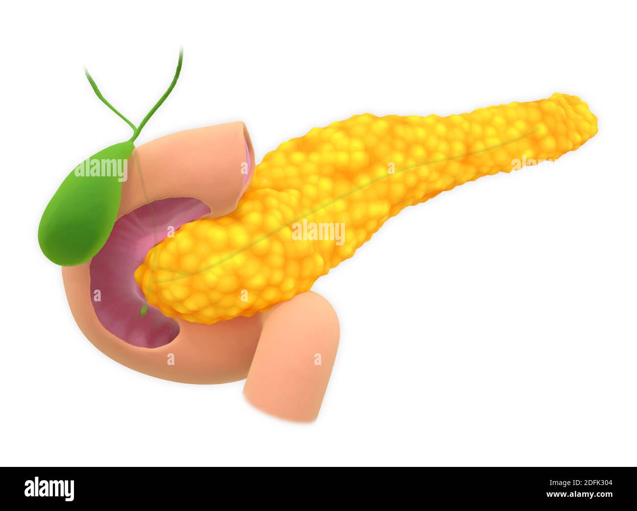 Il pancreas, illustrazione Foto Stock