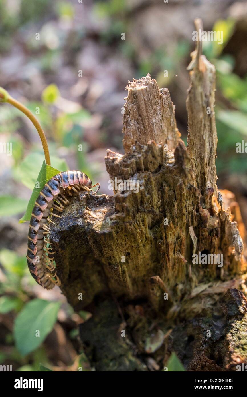 Apheloria virginiensis, un grande millipedo striscia attraverso il fondo della foresta. Foto Stock