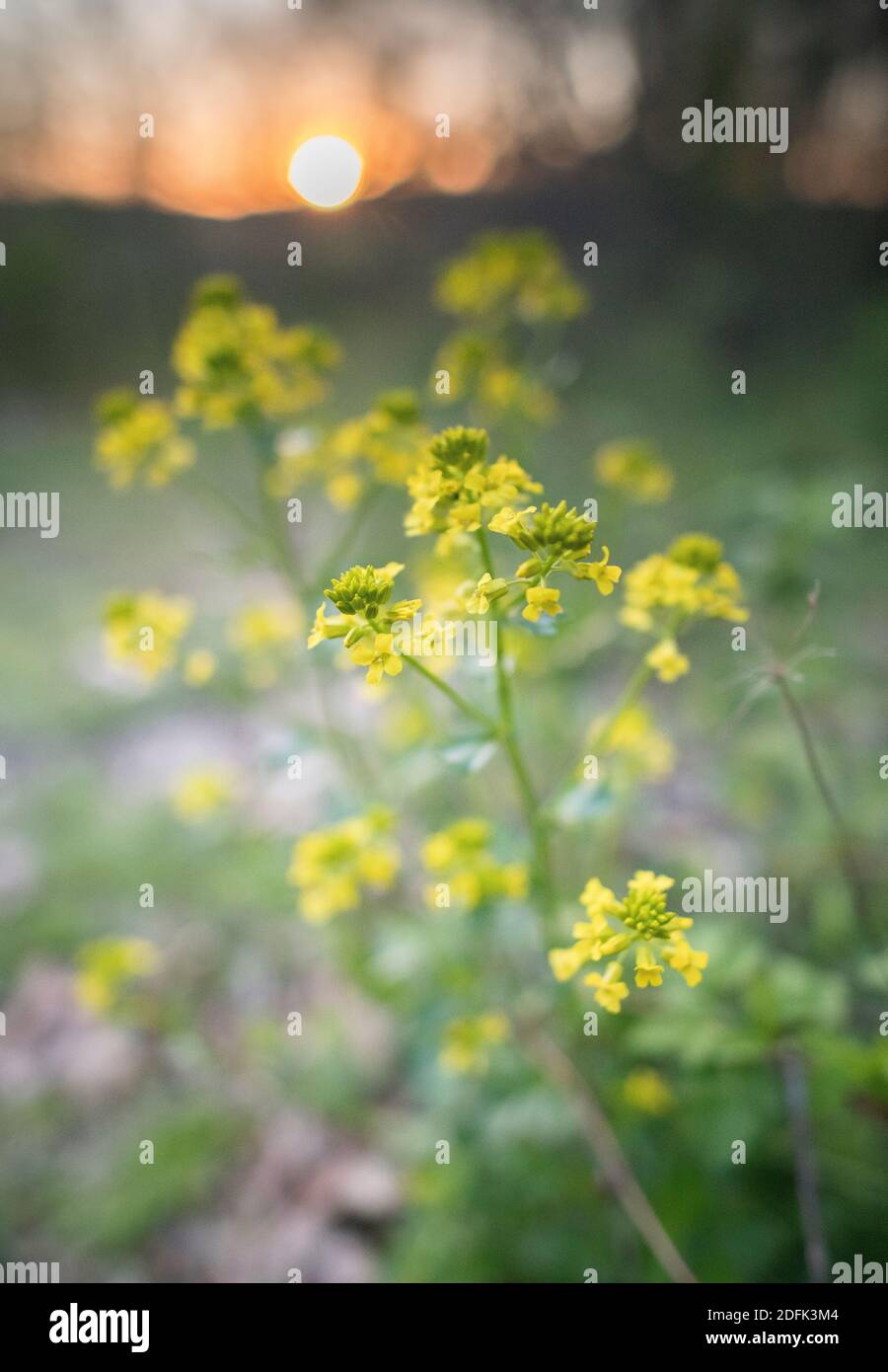 Barbarea vulgaris o razzo giallo in piena fioritura al tramonto. Foto Stock
