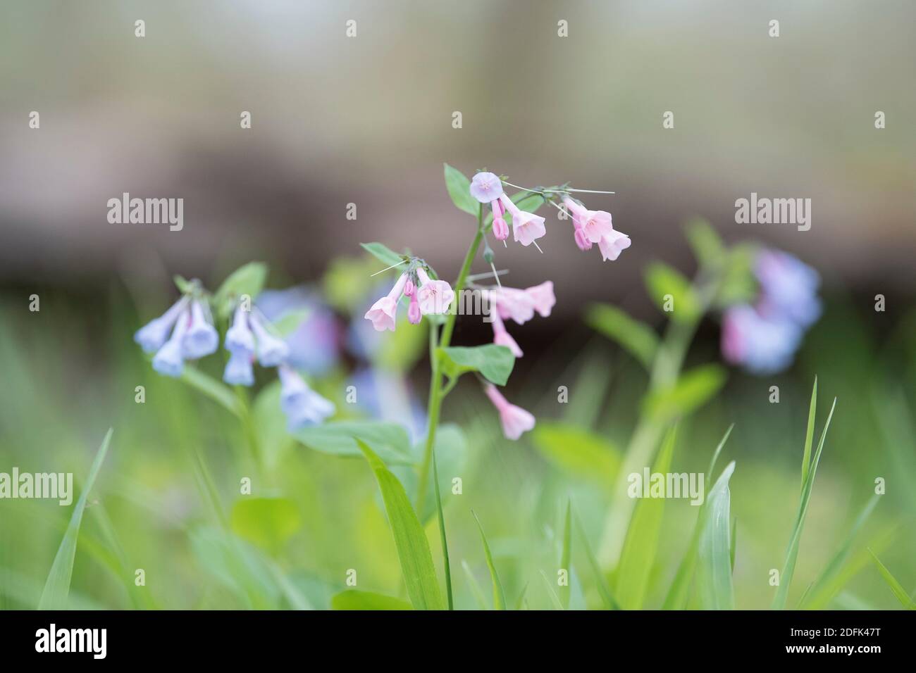 Virginia Bluebells o Mertensia virginica fioriscono in primavera sul pavimento della foresta. Foto Stock