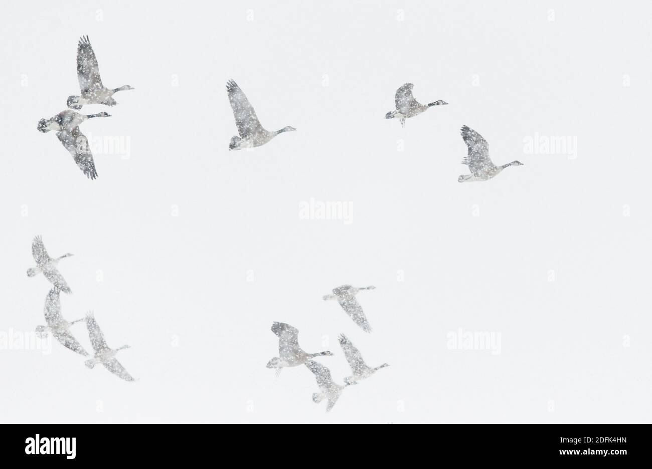 Le oche canadesi volano attraverso la neve in una tempesta di neve invernale. Foto Stock