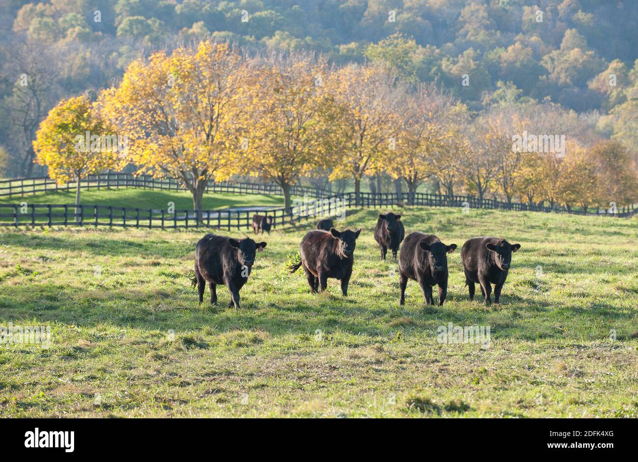 Il bestiame nero pascola in un campo agricolo. Foto Stock