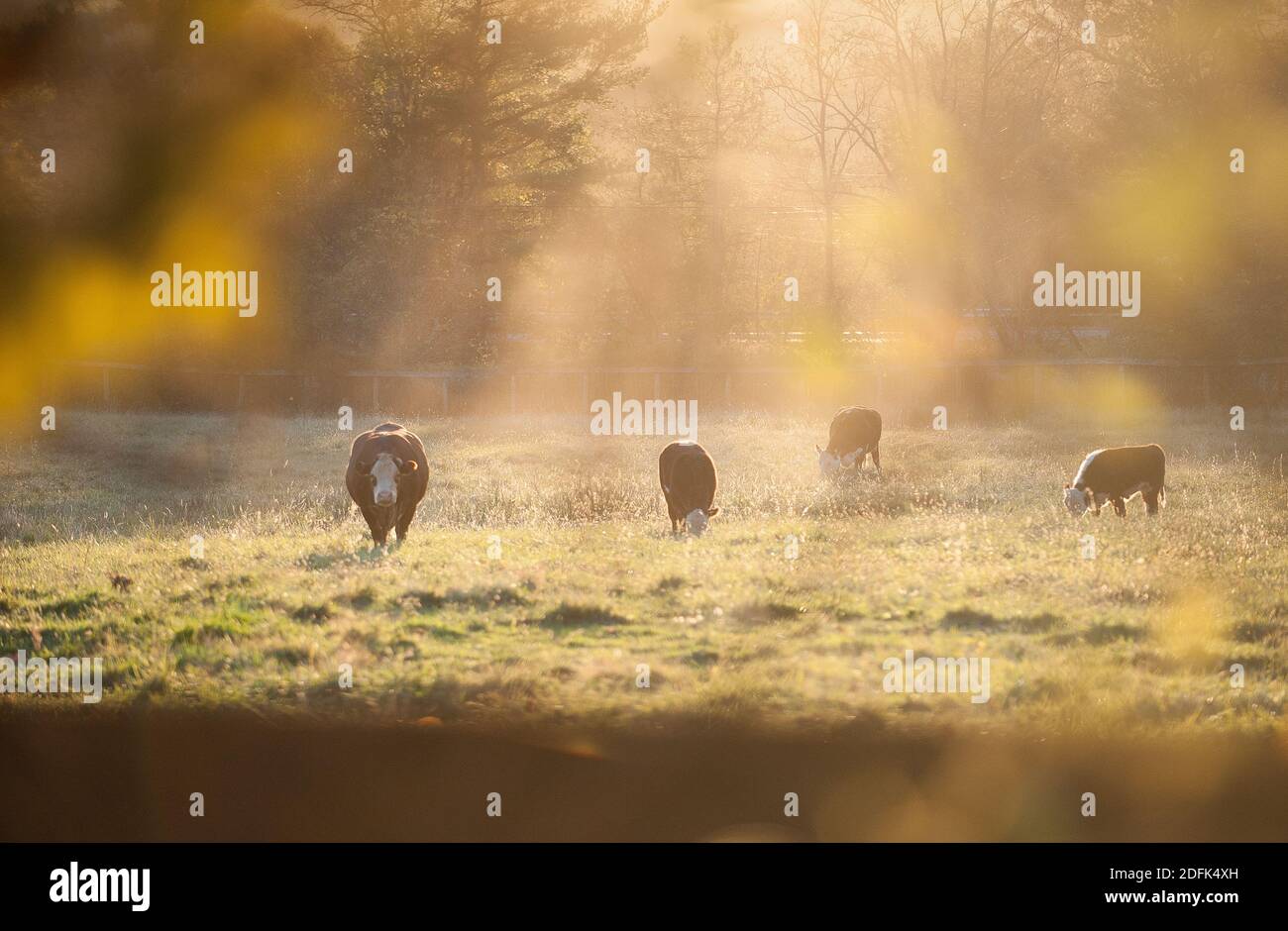 Mucche pascolano in un campo agricolo nella Virginia rurale. Foto Stock